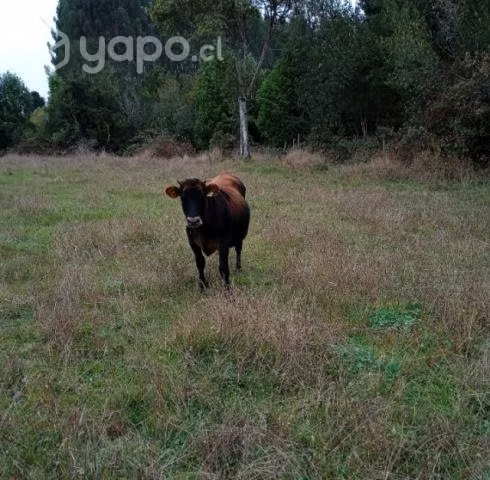 Vaquilla Jersey - Imagen 3