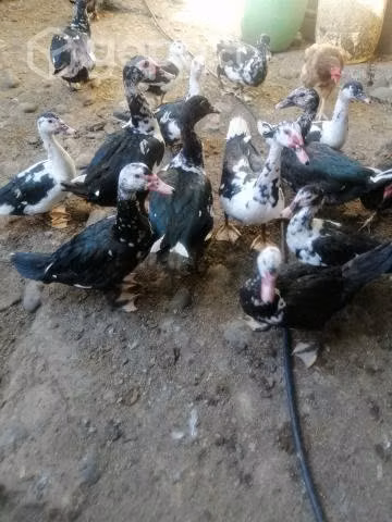 Patos y patas