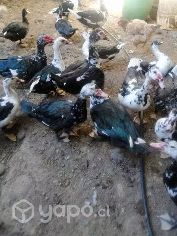 Patos y patas - Imagen 3