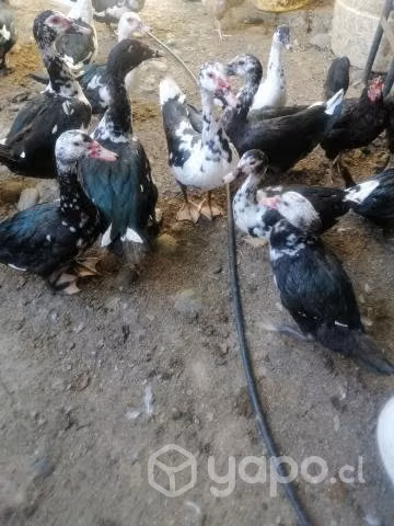 Patos y patas - Imagen 2