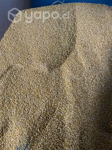 Maíz para las gallinas