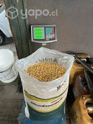 Maíz para las gallinas - Imagen 6