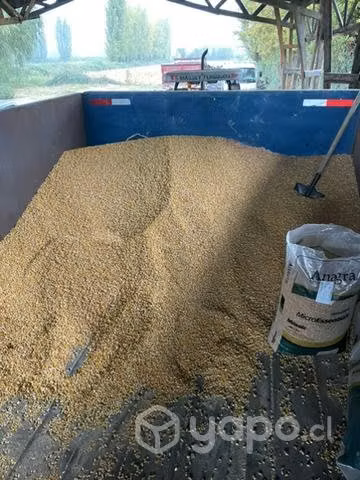 Maíz para las gallinas - Imagen 5