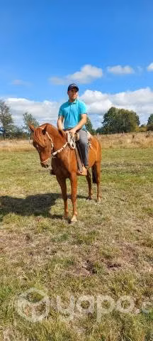 Caballo 7 años manso