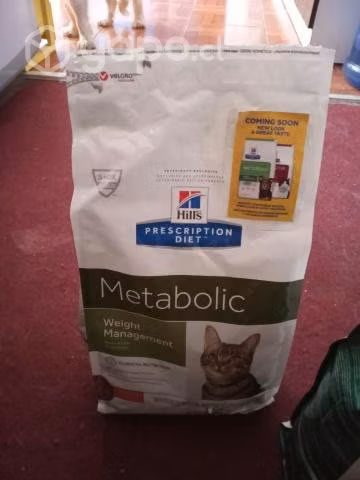 Alimentos especiales para gatitos