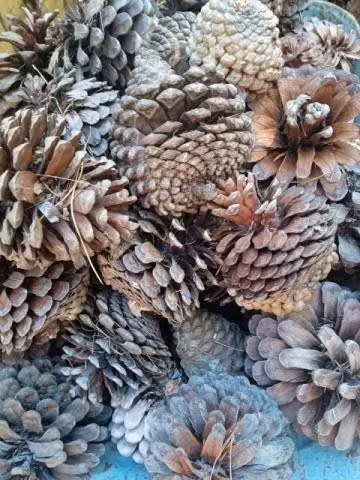 Piñas de pino por saco