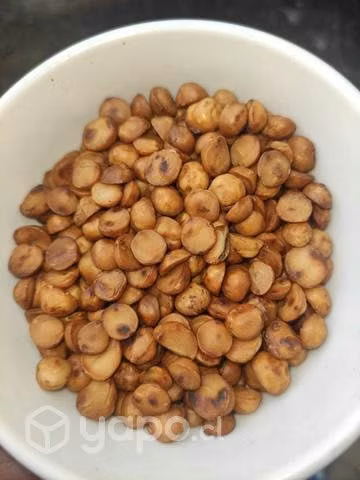 Avellana Chilena x Mayor