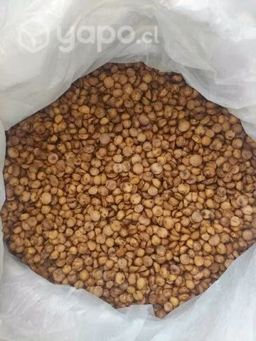 Avellana Chilena x Mayor