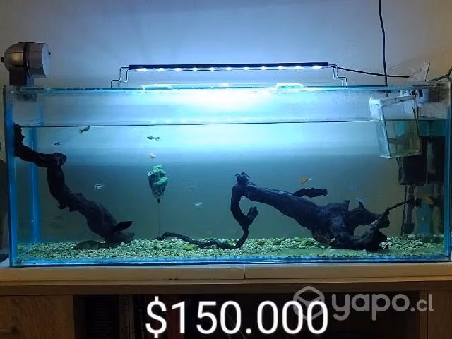 Acuario pecera