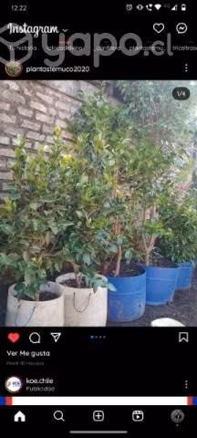 camelias