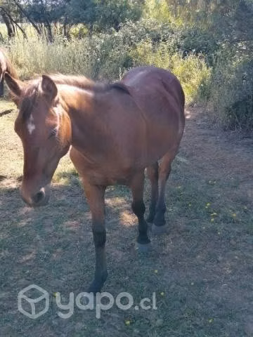 Caballos