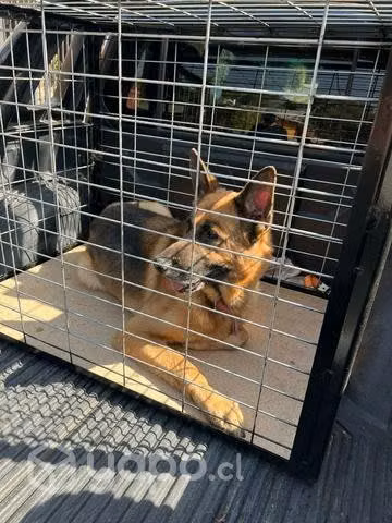 jaulas para perros. - Imagen 2