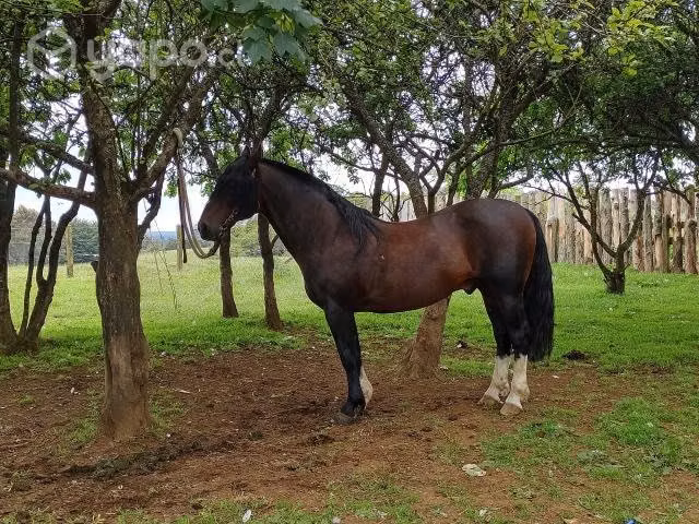 Potro maestro