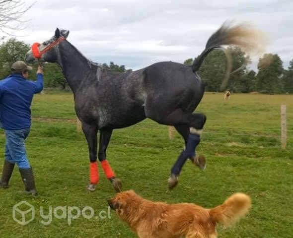 Caballito chusquero