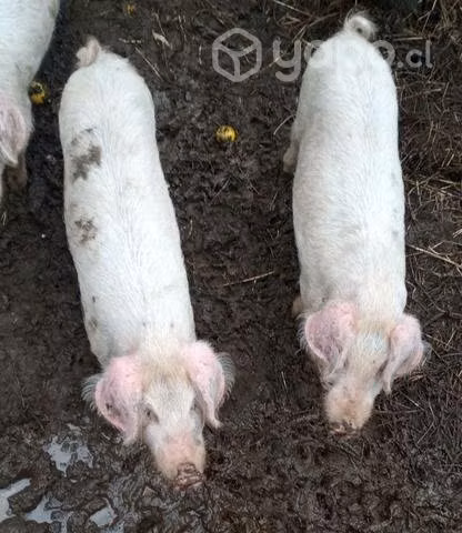 Cerdo Maltones