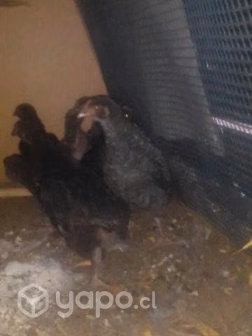 Pollitas y pollitos - Imagen 2