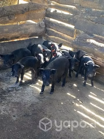Chancho criollo mestizo con jabali