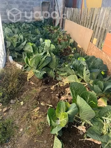 Hojas de repollo