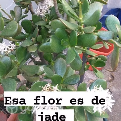 Plantas jades y aloe vera