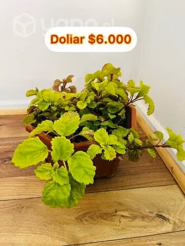 Cinta, dólar, dólar variagado,Dólar negro - Imagen 2