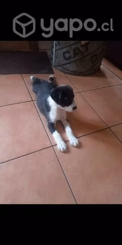 Se regalan perritos