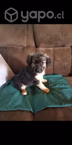 Se regalan perritos