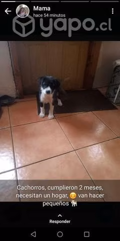 Se regalan perritos
