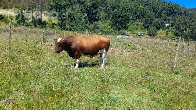 Torito clavel alemán 2 años