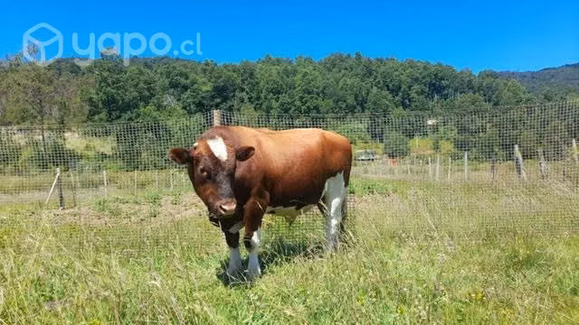 Torito clavel alemán 2 años - Imagen 5