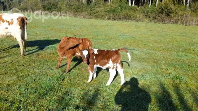 Torito clavel alemán 2 años - Imagen 3