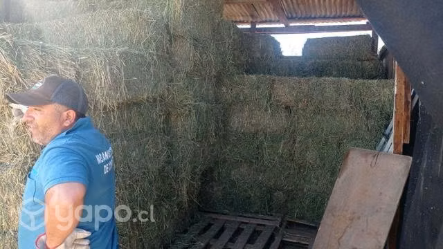 Forraje para equinos alfalfa