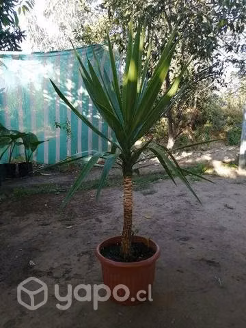 Mantos de eva