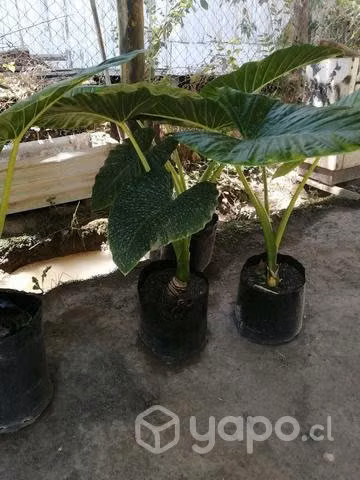 Mantos de eva