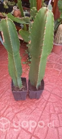 Cactus euphorbia candelabrum