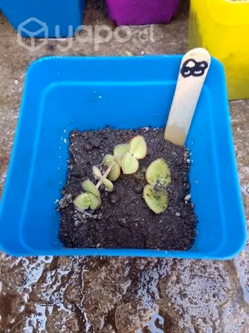 Suculentas