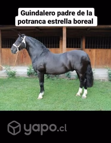 Potranca De Un Año 7 Meses