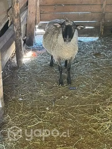 Ovejas grandes y gorditas