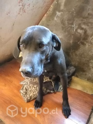 Se regala perro ladrador