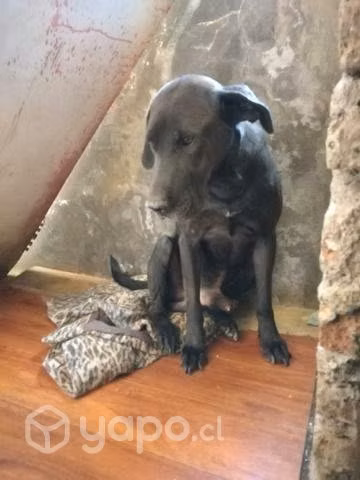 Se regala perro ladrador