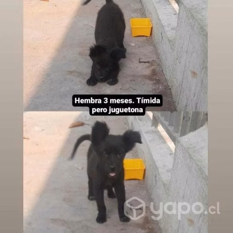 2 cachorras en adopción