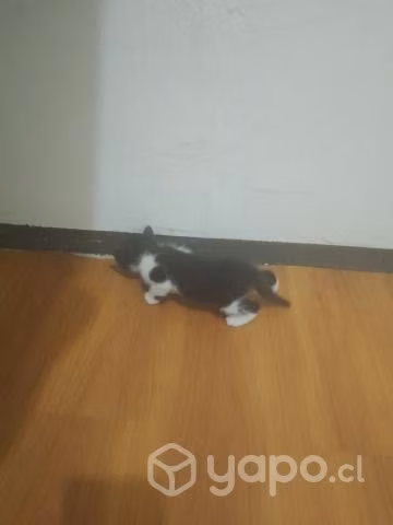 Regalo gatito