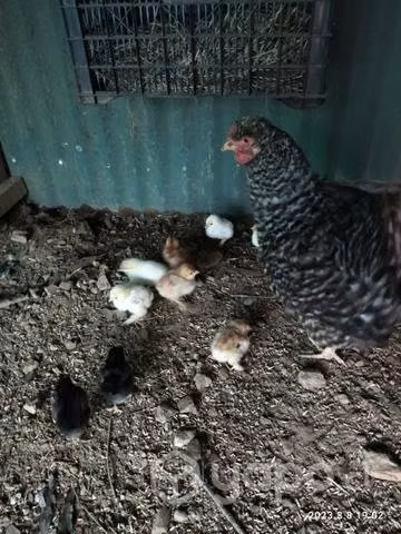 Pollos disponibles
