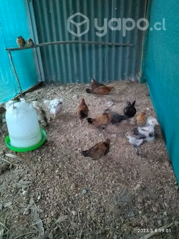 Pollos disponibles