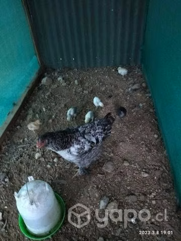 Pollos disponibles