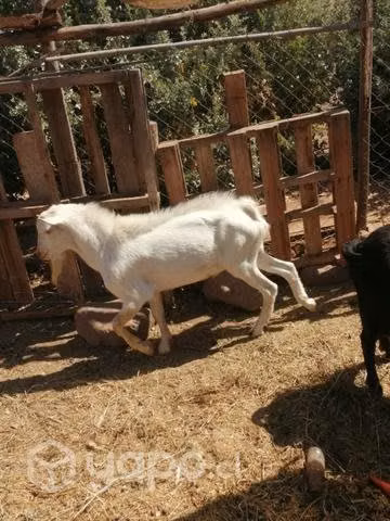 Chivato cabras - Imagen 2