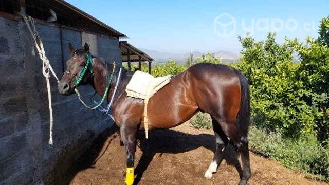 Potro Fsi de carreras