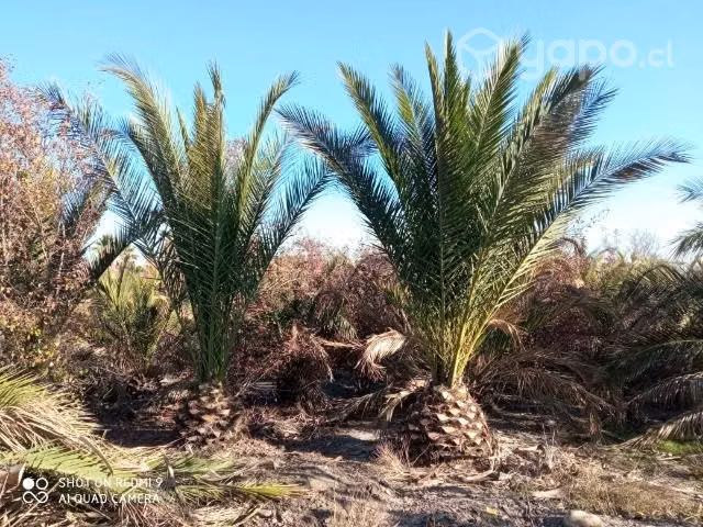 Palmeras instaladas - Imagen 3