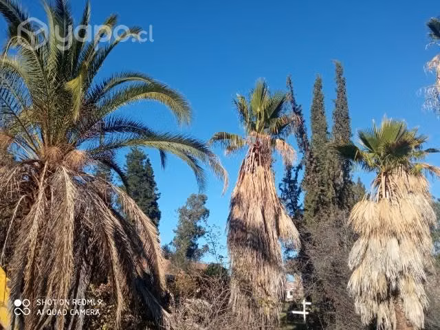 Palmeras instaladas - Imagen 6