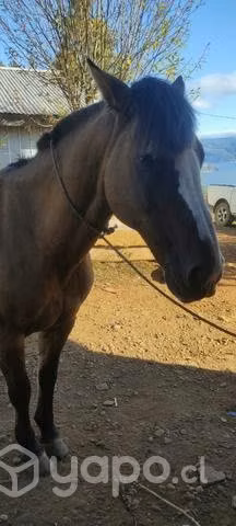 Caballo