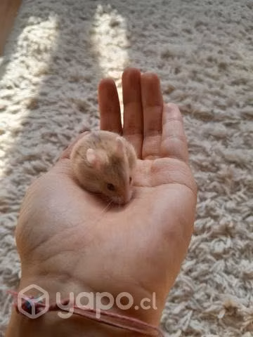Hamster ruso 30 dias